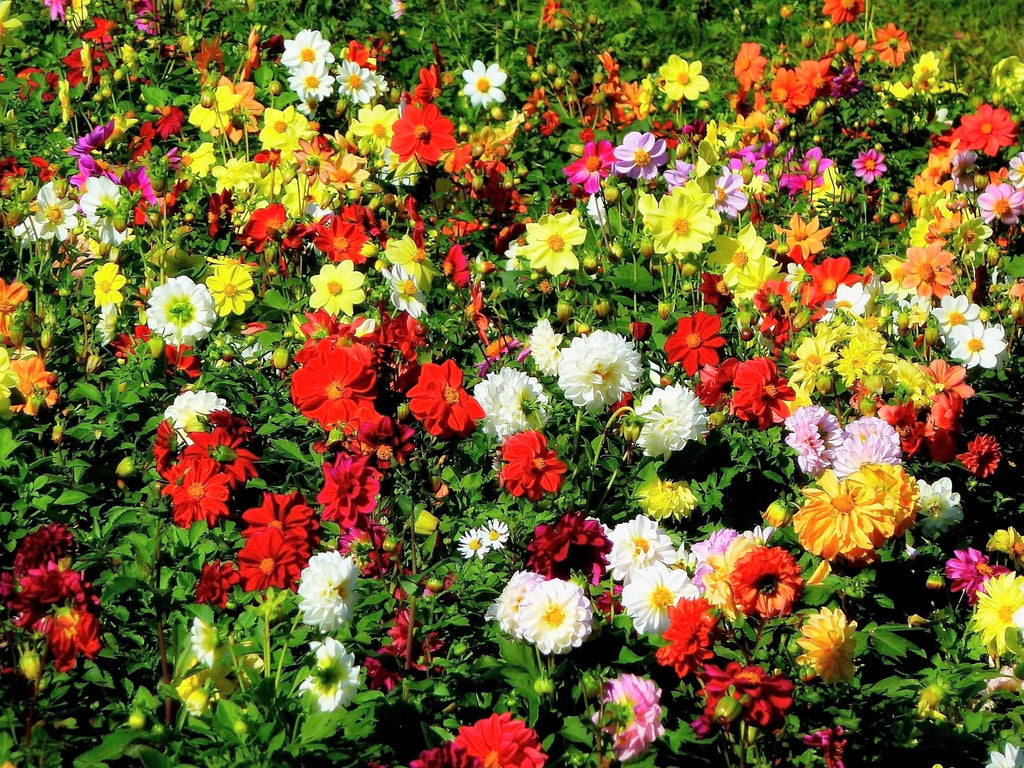 50 Unwins DWARF MIX DAHLIA Variabilis Mixed Colors Semi Double Bicolor Pink Purple Red Orange Yellow White Flower Seeds
