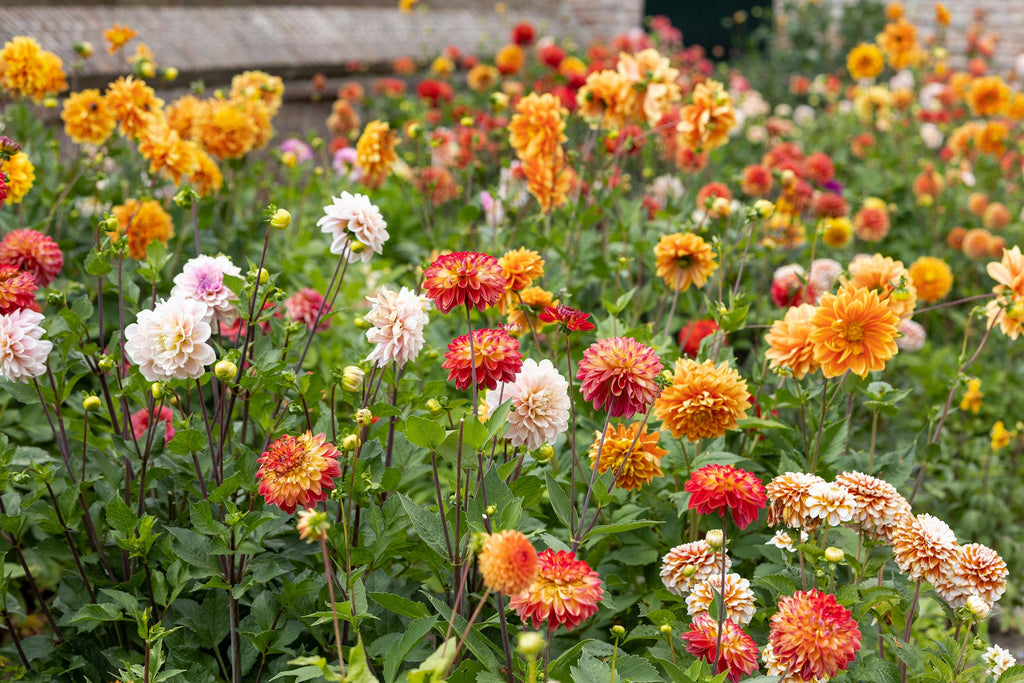 50 Unwins DWARF MIX DAHLIA Variabilis Mixed Colors Semi Double Bicolor Pink Purple Red Orange Yellow White Flower Seeds
