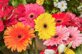 20 GERBER DAISY Mix Gerbera Jamesonii aka Barberton or African Daisy Mixed Colors Pink Purple Red Orange Yellow White Flower Seeds