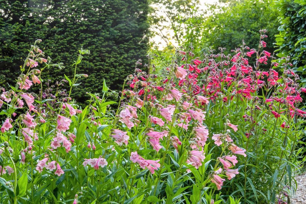 250 NATIVE MIX Beardtongue PENSTEMON Grandiflorus, Strictus, Cobaea, Palmeri, Digitalis, Pallidus - Pink White Blue Purple Flower Seeds