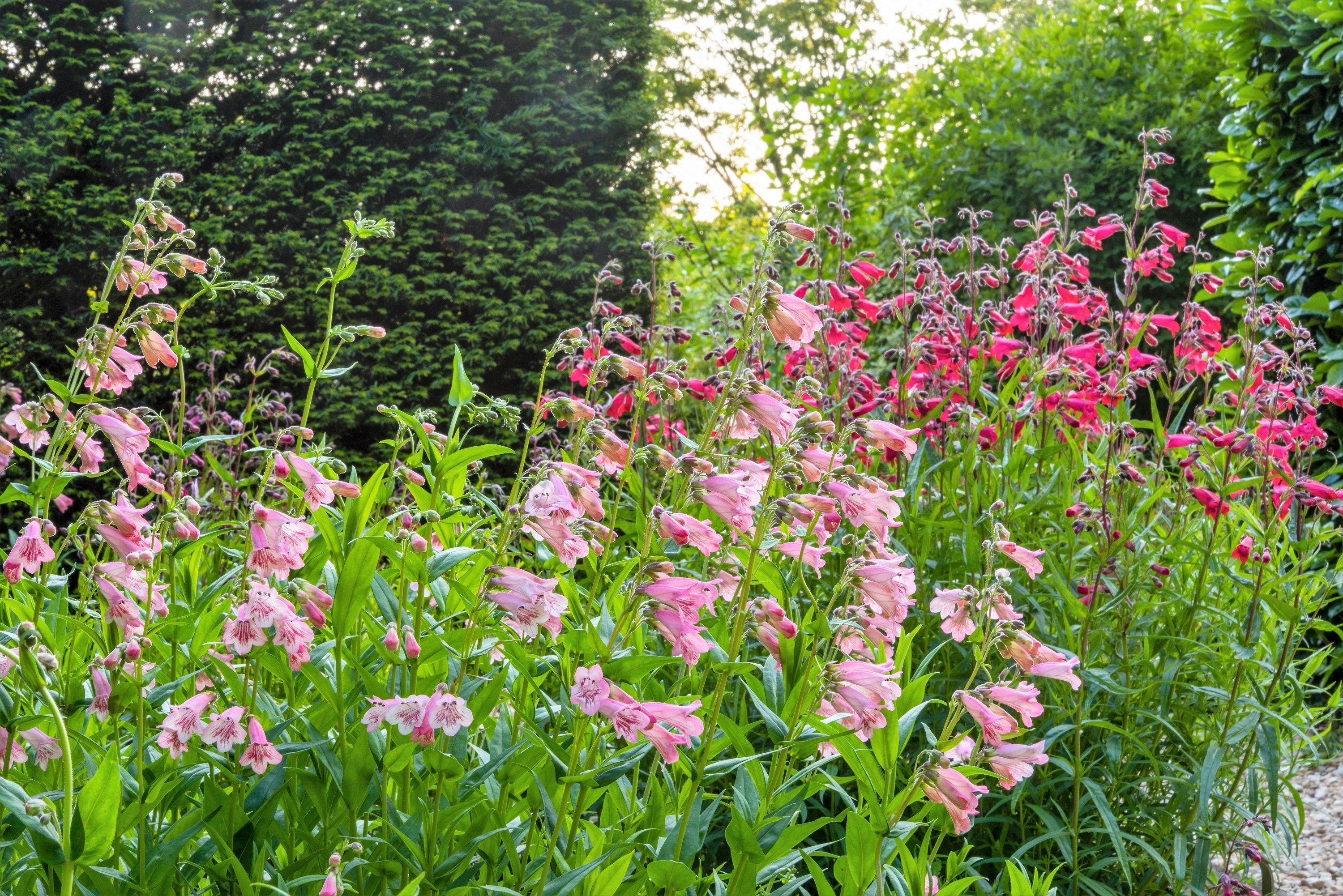250 NATIVE MIX Beardtongue PENSTEMON Grandiflorus, Strictus, Cobaea, Palmeri, Digitalis, Pallidus - Pink White Blue Purple Flower Seeds