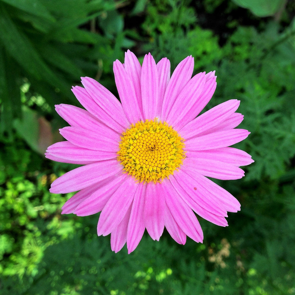 100 Rose PINK ROBINSONS DAISY Painted Chrysanthemum Coccineum Pyrethru ...