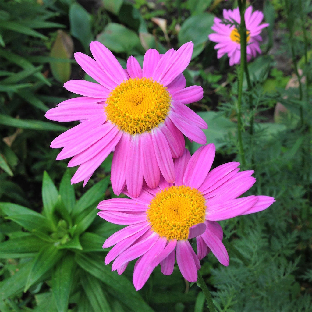 100 Rose PINK ROBINSONS DAISY Painted Chrysanthemum Coccineum Pyrethru ...