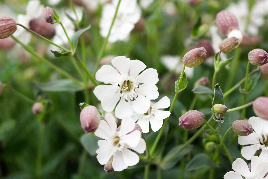 100 MAIDENSTEARS Silene Vulgaris aka Bladder Campion Maidens Tears Pink & White Flower Seeds