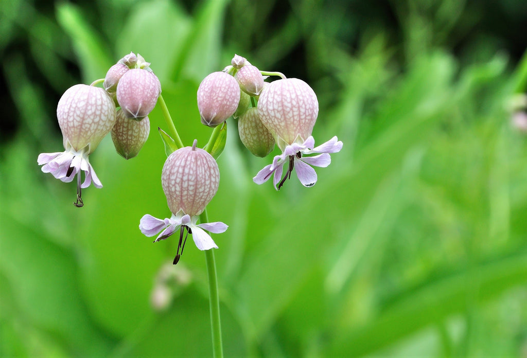 100 MAIDENSTEARS Silene Vulgaris aka Bladder Campion Maidens Tears Pink & White Flower Seeds