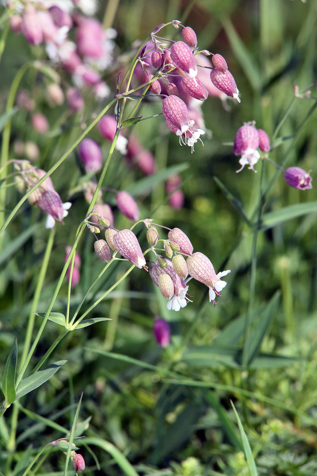 100 MAIDENSTEARS Silene Vulgaris aka Bladder Campion Maidens Tears Pink & White Flower Seeds