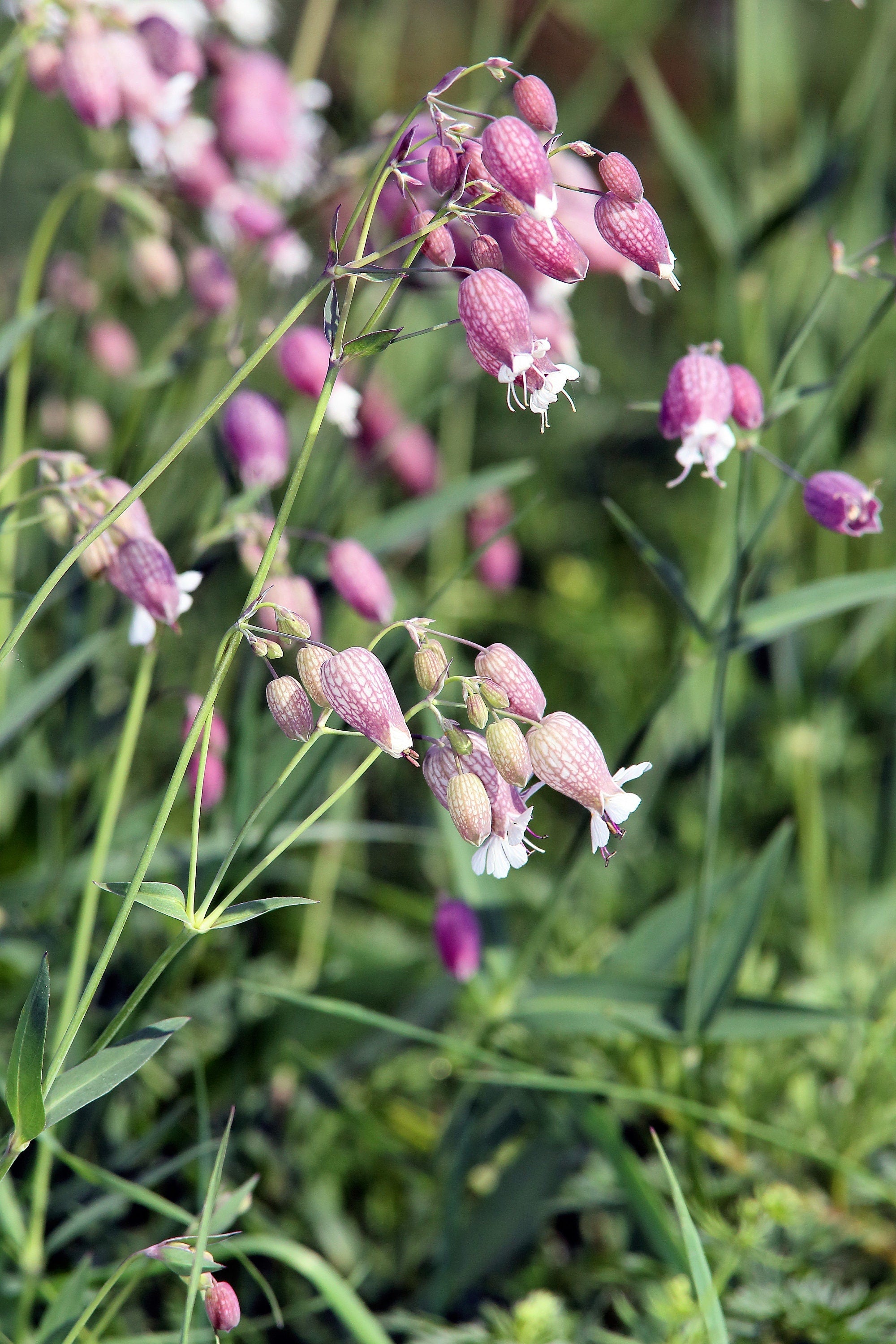 100 MAIDENSTEARS Silene Vulgaris aka Bladder Campion Maidens Tears Pink & White Flower Seeds