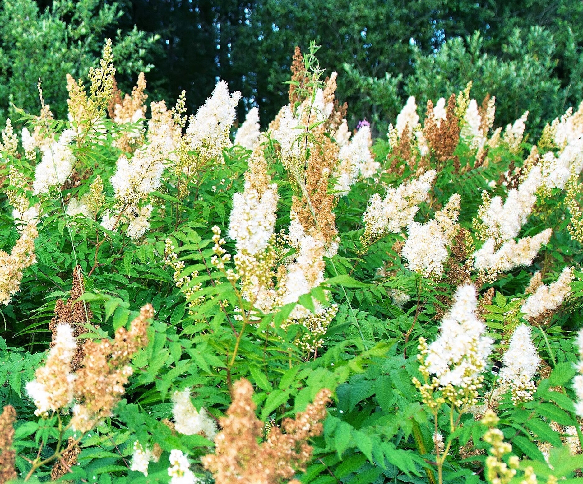 100 WHITE MEADOWSWEET Spiraea Alba Narrow Leaved Queen of the Prairie Native Flower Shrub Seeds