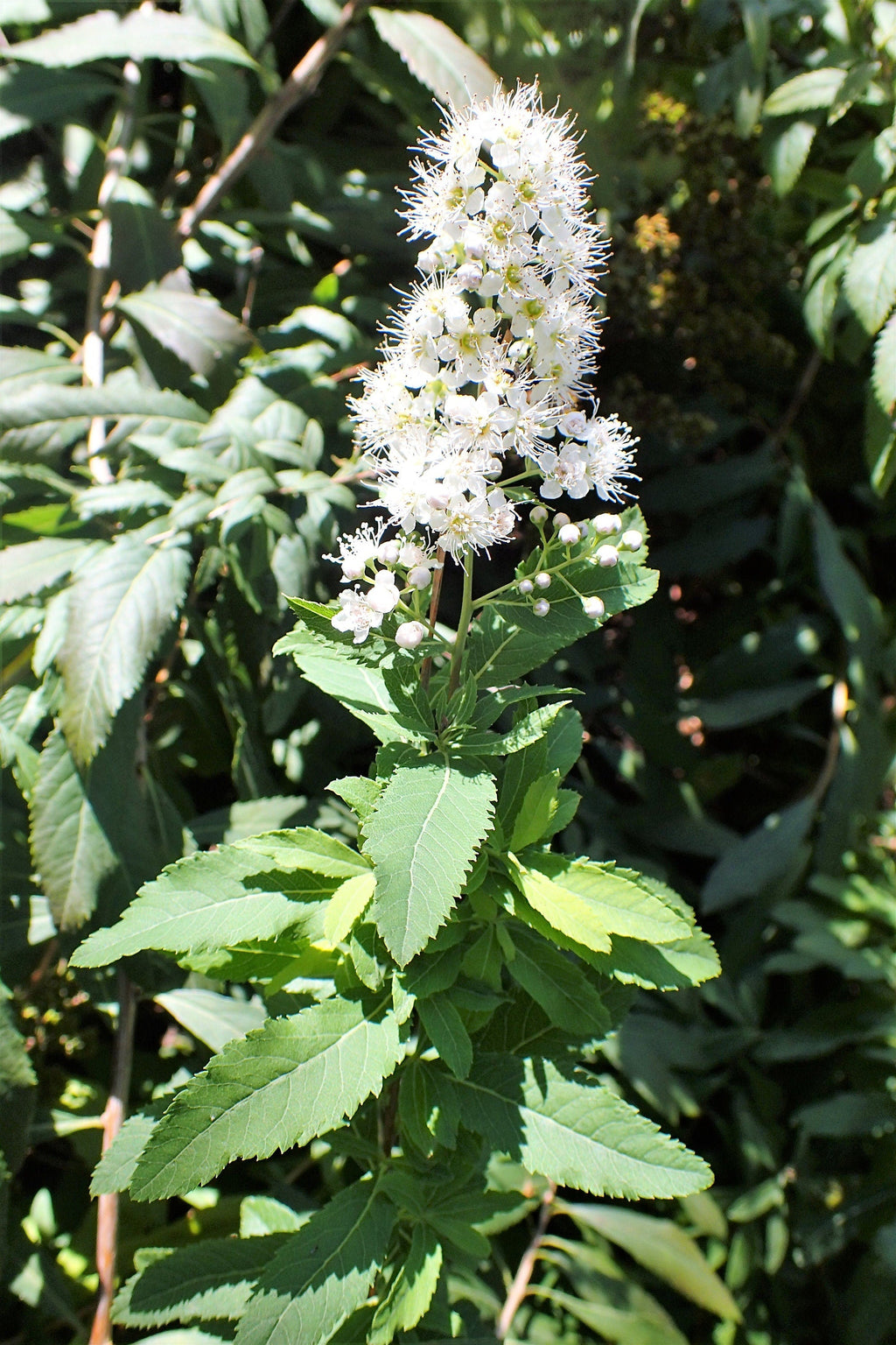 100 WHITE MEADOWSWEET Spiraea Alba Narrow Leaved Queen of the Prairie Native Flower Shrub Seeds