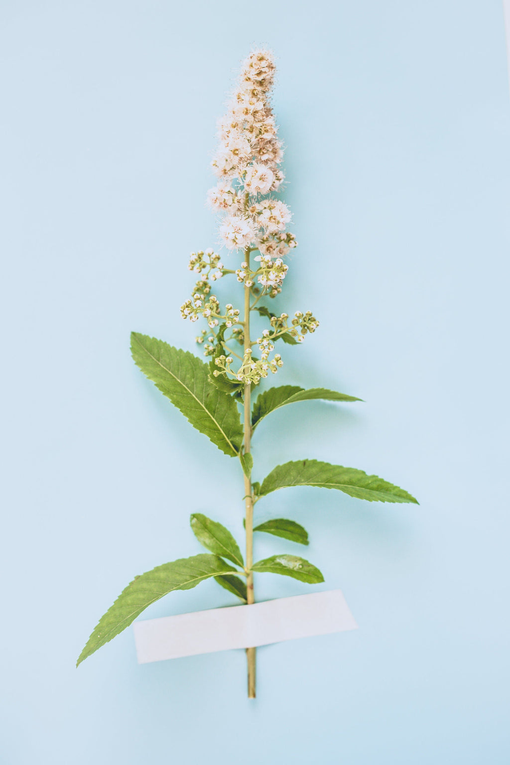 100 WHITE MEADOWSWEET Spiraea Alba Narrow Leaved Queen of the Prairie Native Flower Shrub Seeds