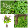 15 BEADRUBY Maianthemum Dilatatum aka False Lily of the Valley, Solomon's Seal, Snakeberry, May Lily, Native White Flower Red Berry Moist Shade Seeds