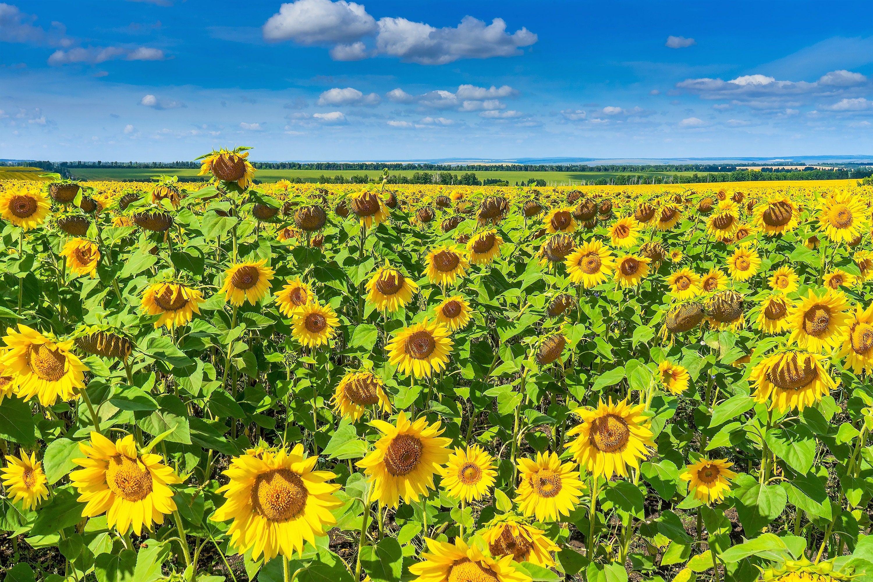 100 PEREDOVIK SUNFLOWER Helianthus Annuus aka Black Peredovik Good Oil / Oilseed Type Yellow Flower Seeds