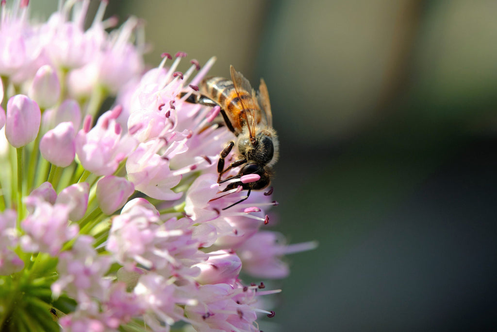 10 MOUSE GARLIC Allium Angulosum Wild Garlic Pink Flower Herb Seeds