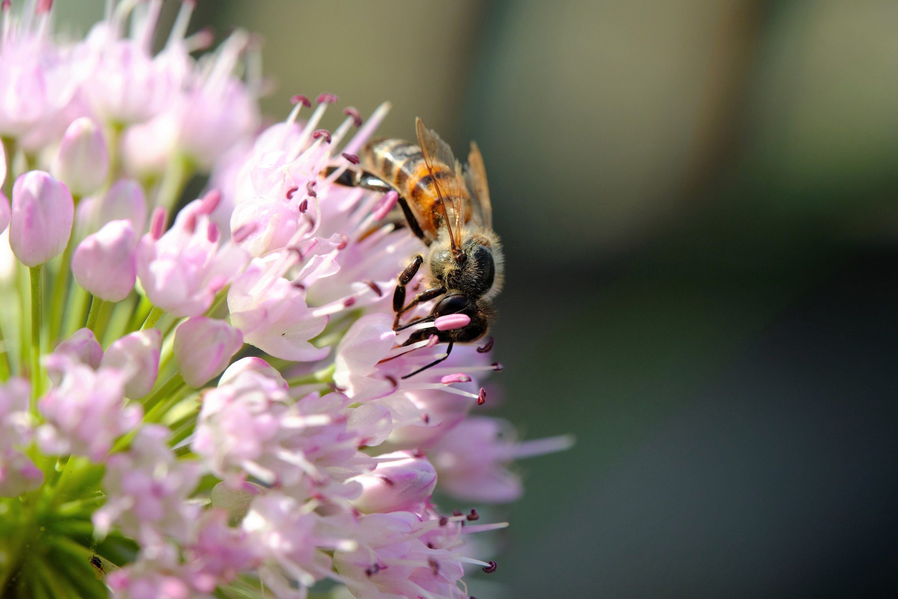 10 MOUSE GARLIC Allium Angulosum Wild Garlic Pink Flower Herb Seeds