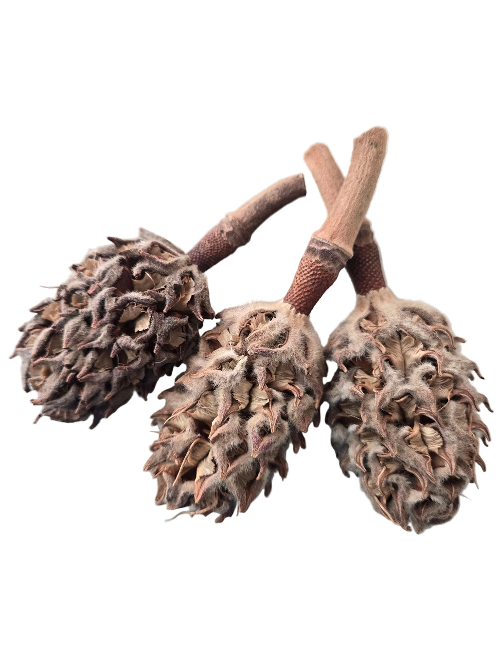 Isopod Hide Pod Pack – Natural Magnolia Pods (3ct) for Bioactive Terrariums