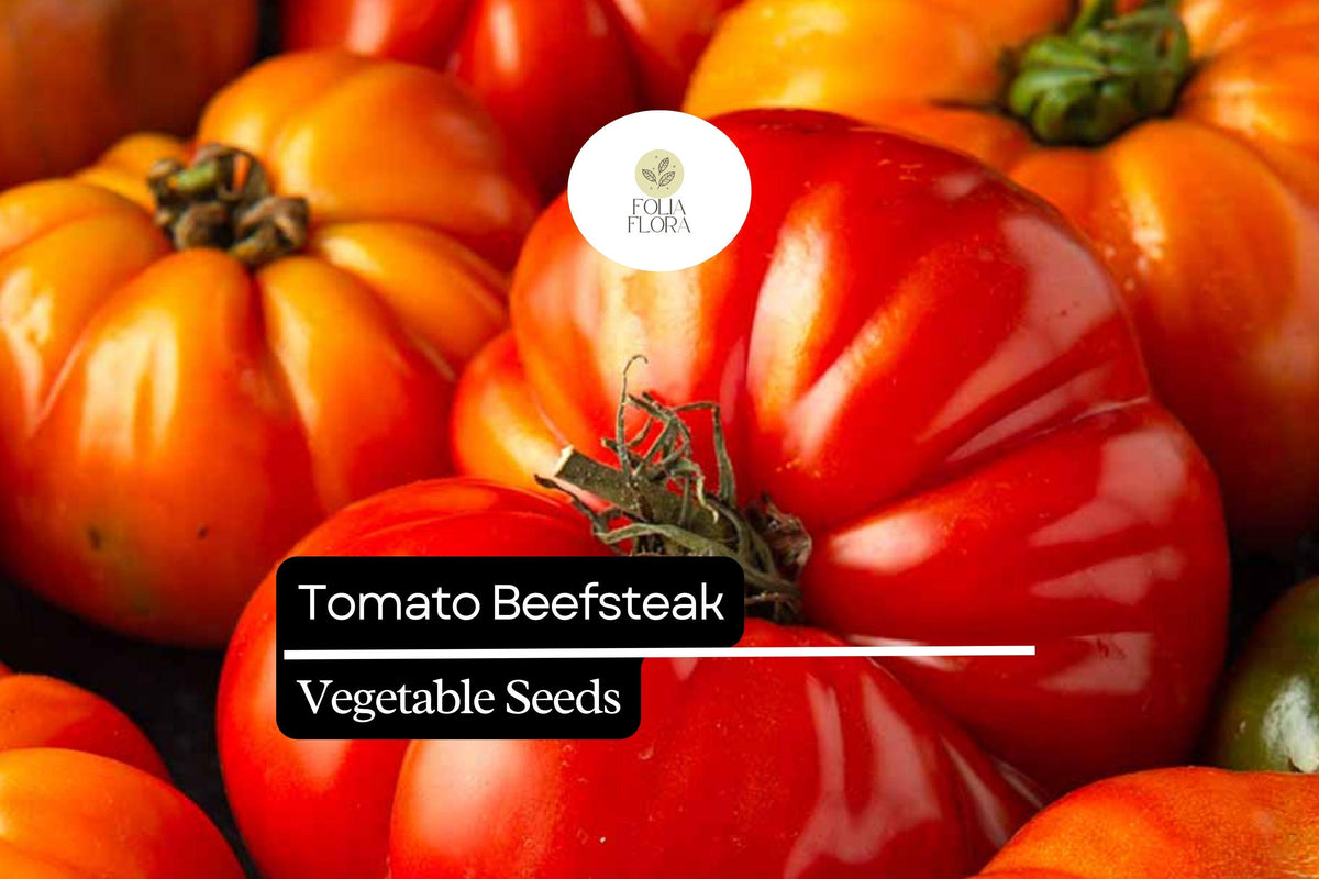 Beefsteak Tomato Seeds 300mg Heirloom Non-GMO Solanum lycopersicum Large Juicy Fruits