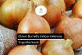 Burrell's Yellow Valencia Onion Seeds | Non-GMO Sweet Globe Bulb | Allium cepa | 250mg Seed Packet