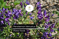 Penstemon venustus Seeds, Lavender Wildflower, Pollinator-Friendly Perennial, Drought-Tolerant, Native Plant for Gardens