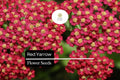 Red Yarrow Seeds - Achillea Millefolium, Vibrant Perennial Pollinator Plant, Drought-Tolerant, Deer-Resistant, Full Sun, Wildflower Garden