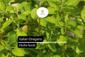 2000 Seeds Italian Oregano (Origanum vulgare) – Aromatic Culinary Herb for Gardens, Pots & Spice Racks