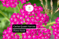Cerise Queen Yarrow Seeds - Achillea Millefolium - Vibrant Pink Blooms for Pollinator Gardens & Drought-Tolerant Landscaping