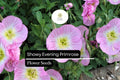 Showy Evening Primrose Plant, Pink Perennial Wildflower, Oenothera speciosa, Drought-Tolerant Ground Cover