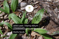 Wild Leek Seeds, Heirloom Ramp, Allium tricoccum, Gourmet Onion-Garlic Flavor, Perennial Woodland Herb, 10 Seeds