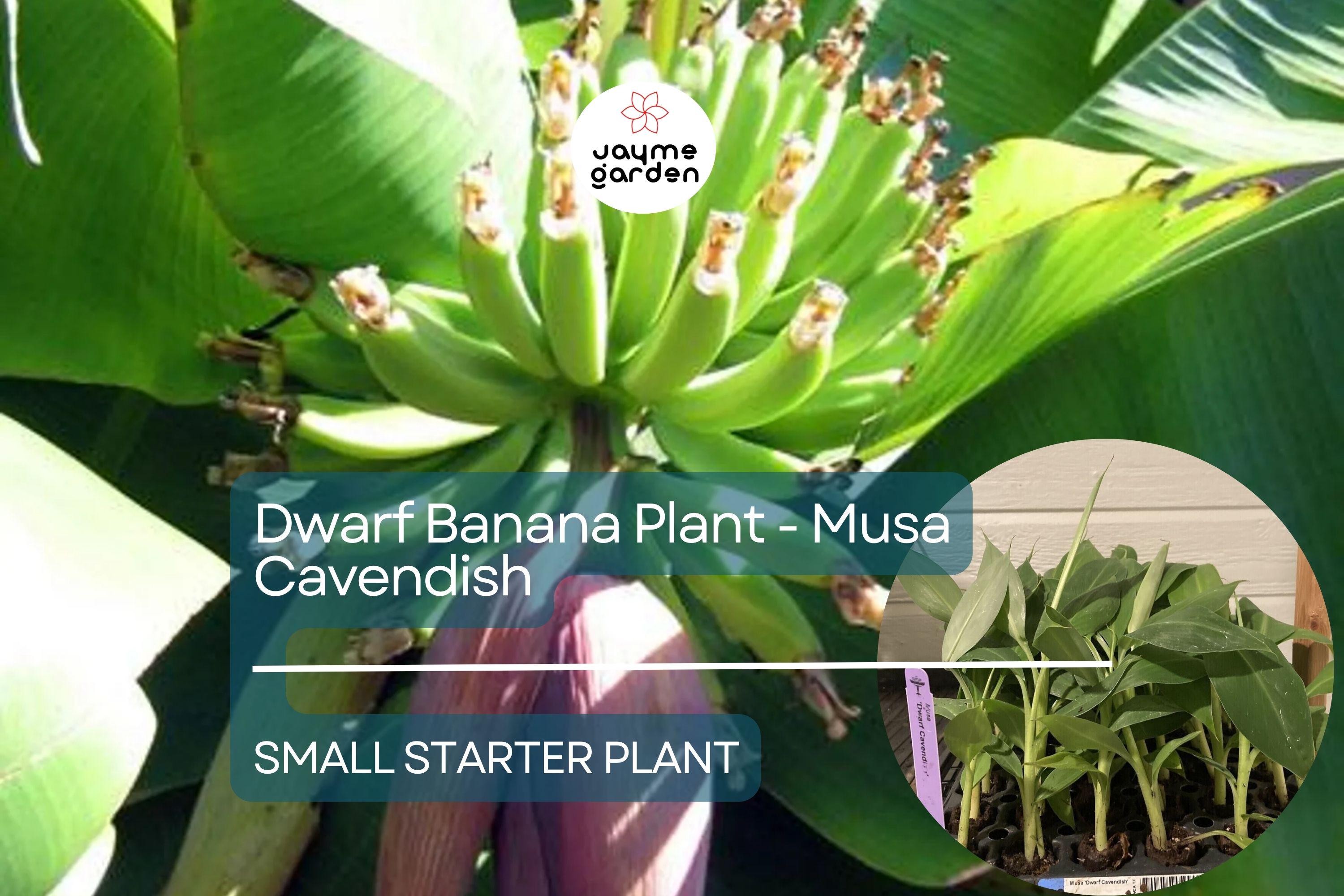 1 Dwarf Banana Plant - Musa Cavendish Starter Plant, Cold Hardy Banana Tree, Tropical Fruit for Patio, Containers, & Edible Landscapes