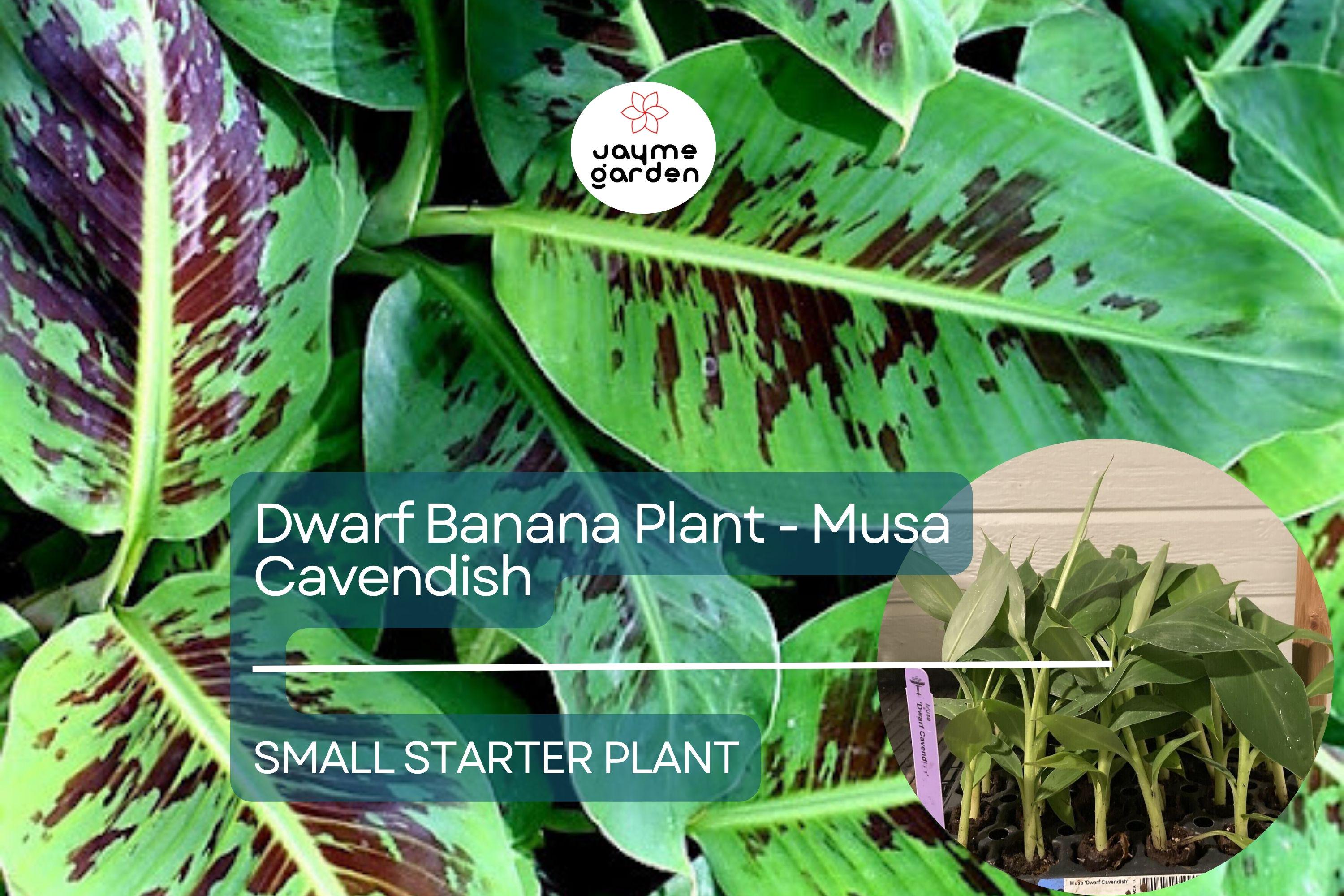 1 Dwarf Banana Plant - Musa Cavendish Starter Plant, Cold Hardy Banana Tree, Tropical Fruit for Patio, Containers, & Edible Landscapes