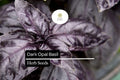 500 Dark Opal Basil Seeds | Aromatic Purple Herb for Cooking & Gardens | Ocimum basilicum