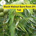 Black Walnut Tree Saplings 2ft Juglans nigra Nut-Producing Bare Root Plants for Landscaping & Nut Harvest