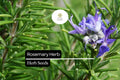 25 Seeds Rosemary Herb Seeds, Salvia rosmarinus, Aromatic, Drought-Tolerant, Culinary & Ornamental