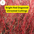 Bright Red Dogwood Unrooted Cuttings | Cornus sericea Hardy Shrub with Vibrant Red Stems