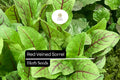 Red Veined Sorrel Seeds, Edible Ornamental Herb, Tangy Lemon Flavor, Rumex sanguineus, 250 Seeds