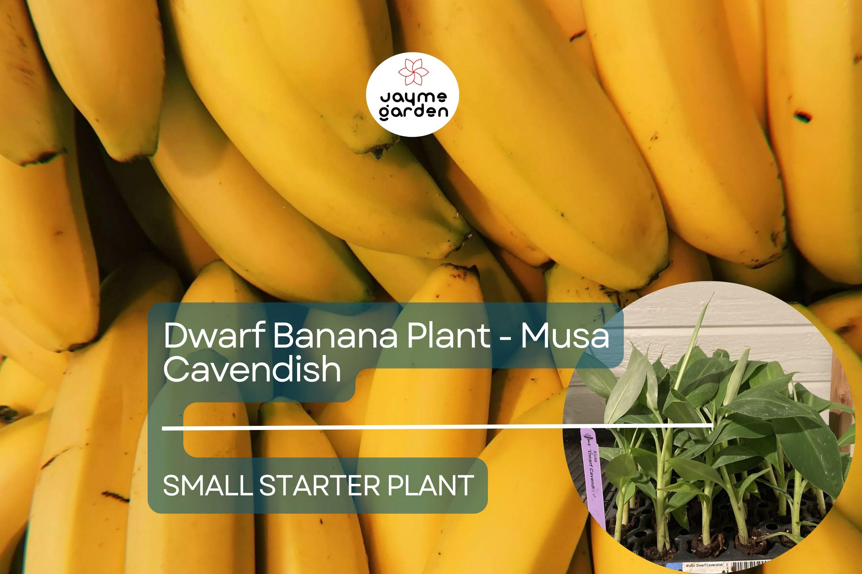 1 Dwarf Banana Plant - Musa Cavendish Starter Plant, Cold Hardy Banana Tree, Tropical Fruit for Patio, Containers, & Edible Landscapes