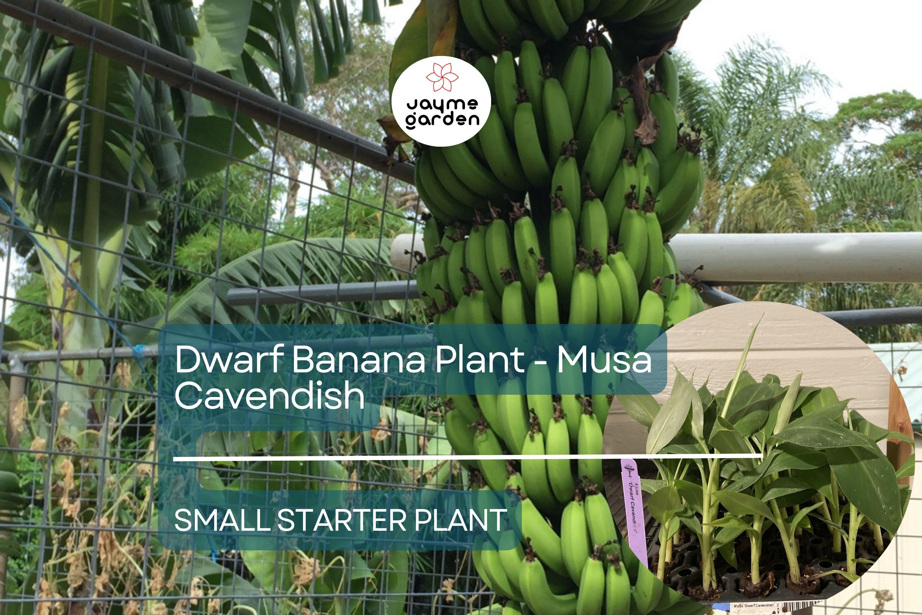1 Dwarf Banana Plant - Musa Cavendish Starter Plant, Cold Hardy Banana Tree, Tropical Fruit for Patio, Containers, & Edible Landscapes