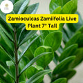 ZZ Chameleon Live Plant – 7-Inch Low-Light Indoor Houseplant in 4-Inch Pot, Drought-Tolerant, Air-Purifying, Zamioculcas zamiifolia