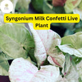 Syngonium podophyllum 'Milk Confetti' - Live Indoor Houseplant in 4" Pot, Variegated Arrowhead Plant, Air-Purifying, Easy Care
