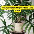 Philodendron Mayoi Aroid Indoor Plant in 4-Inch Pot, Tropical Foliage, Easy-Care, Air-Purifying Houseplant