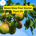 Live Fruit Tree - 2ft Moon Glow Pear (Pyrus communis) - Sweet Juicy Edible Pears for Home Garden