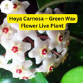 Hoya Carnosa Live Plant - Wax Flower, Vining Houseplant in 3” Nursery Pot, Fragrant Star-Shaped Blooms, Easy-Care Indoor Plant