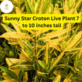 Sunny Star Croton Live Plant – 7-10 Inch Vibrant Green and Yellow Variegated Foliage, Tropical Codiaeum Variegatum