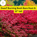 Dwarf Burning Bush Bare Root Shrub Euonymus alatus - Vibrant Red Fall Foliage, Hardy Deciduous Plant for Borders & Hedges