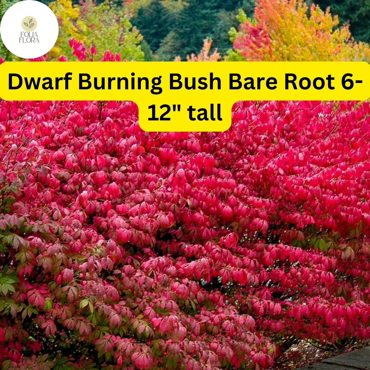 Dwarf Burning Bush Bare Root Shrub Euonymus alatus - Vibrant Red Fall Foliage, Hardy Deciduous Plant for Borders & Hedges