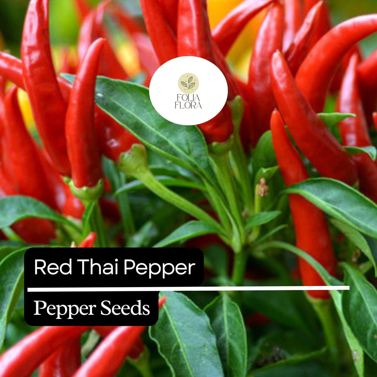 Red Thai Pepper Seeds – Heirloom, Non-GMO, High-Yield Chili Peppers, Capsicum annuum, Spicy 1-3 Inch Red Fruits