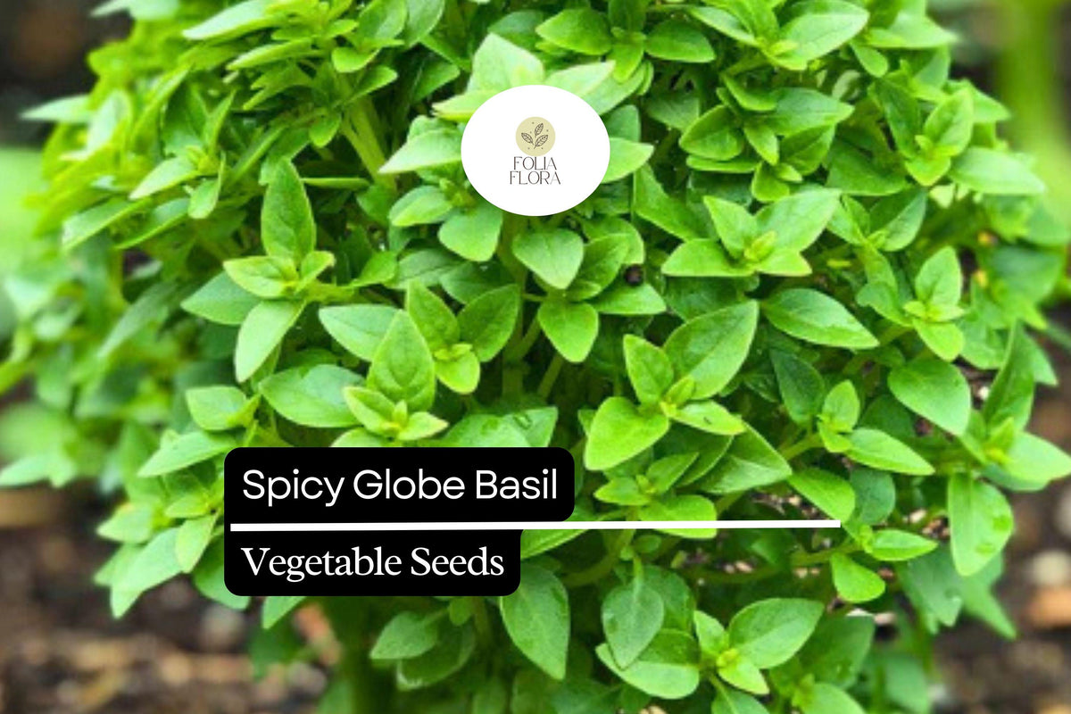 Spicy Globe Basil Seeds – Heirloom Ocimum basilicum, Aromatic Compact Herb for Containers & Gardens