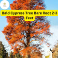 Bald Cypress Tree Bare Root Plant 2-3 Feet – Taxodium distichum, Wetland, Erosion Control, Ornamental Landscaping