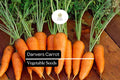 Danvers Carrot Seeds - Heirloom Non-GMO, Sweet & Crisp, Conical Shape, Daucus carota, for Home Gardens, Full Sun, Versatile Cooking