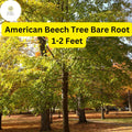 American Beech Tree - 1-2 Ft Live Bare Root Plant, Fagus grandifolia, Shade & Wildlife Tree for Zones 3-9