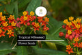 Tropical Milkweed Seeds, Red-Orange Flowers, Monarch Host Plant, Asclepias curassavica, Pollinator-Friendly, Drought-Tolerant